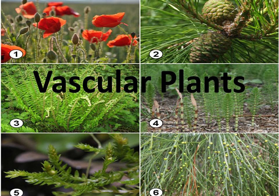 What Are Non Vascular Plants